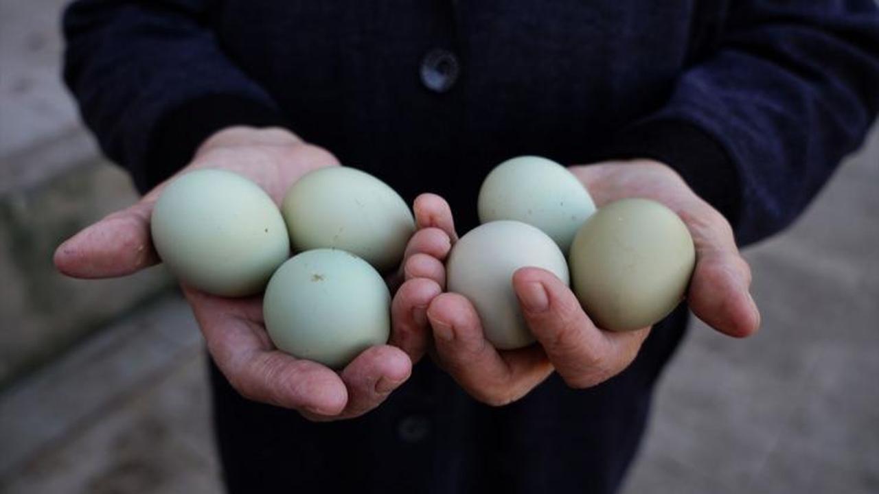 Kütahya'da mavi yeşil yumurta üretimi