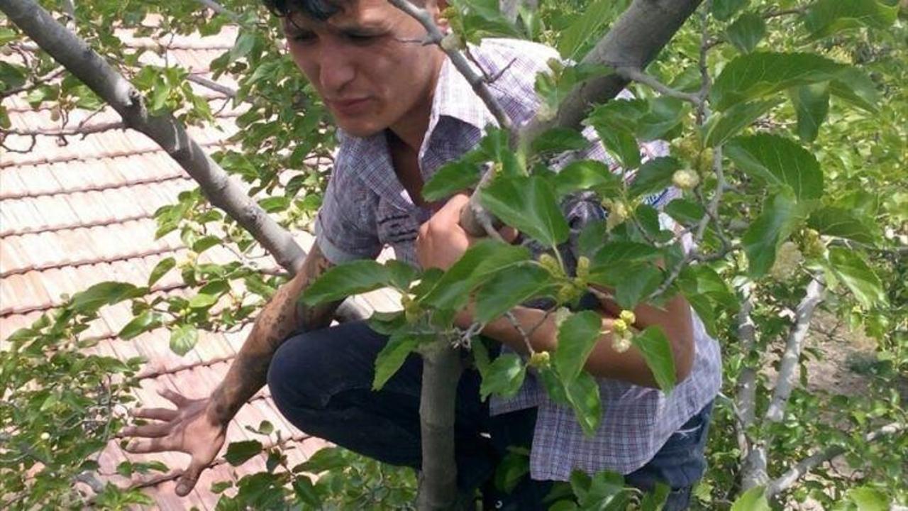 Dut ağacında mahsur kalan kişiyi iftaiye ekipleri kurtardı