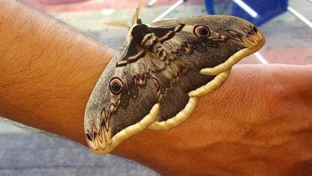 15 santimlik ‘Tavus’ kelebeği