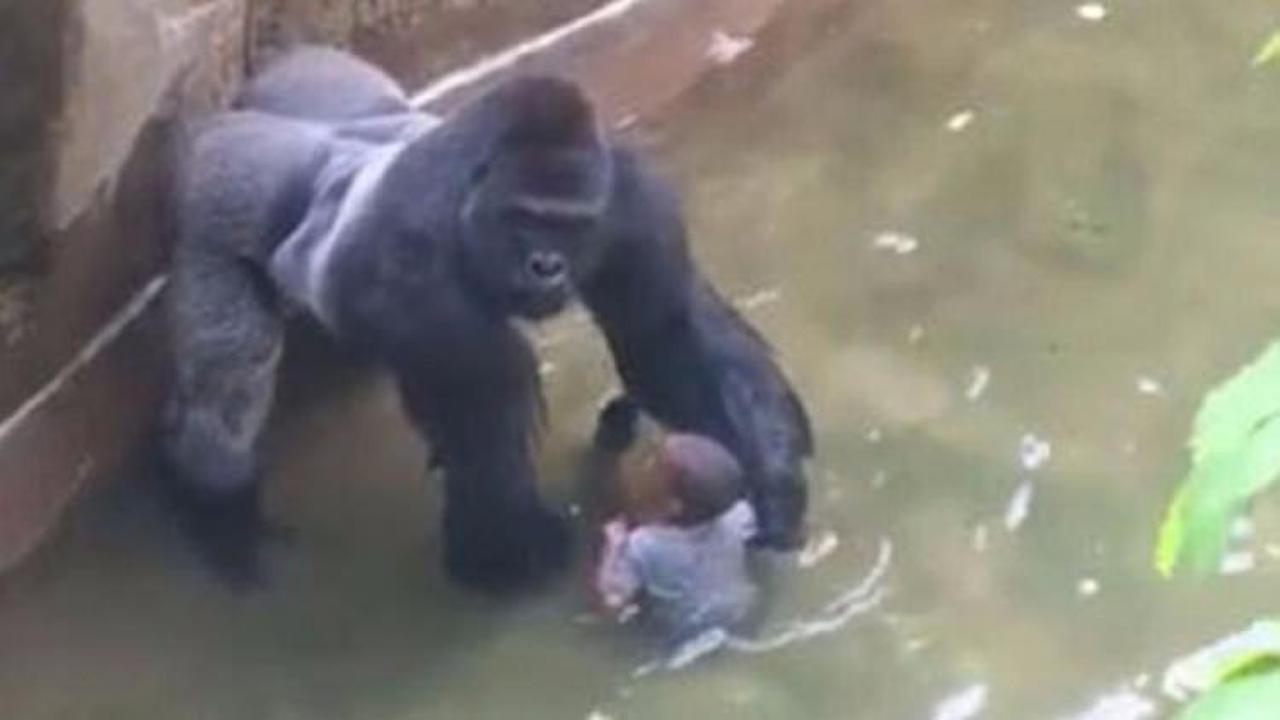 Goril vahşetinde şaşırtan ayrıntı