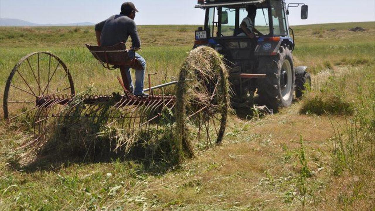 Muş'ta ot hasadı erken başladı