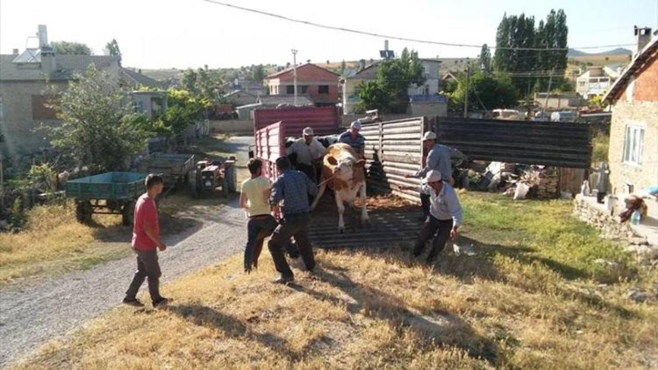 Seydişehir'de köylüye süt ineği dağıtıldı