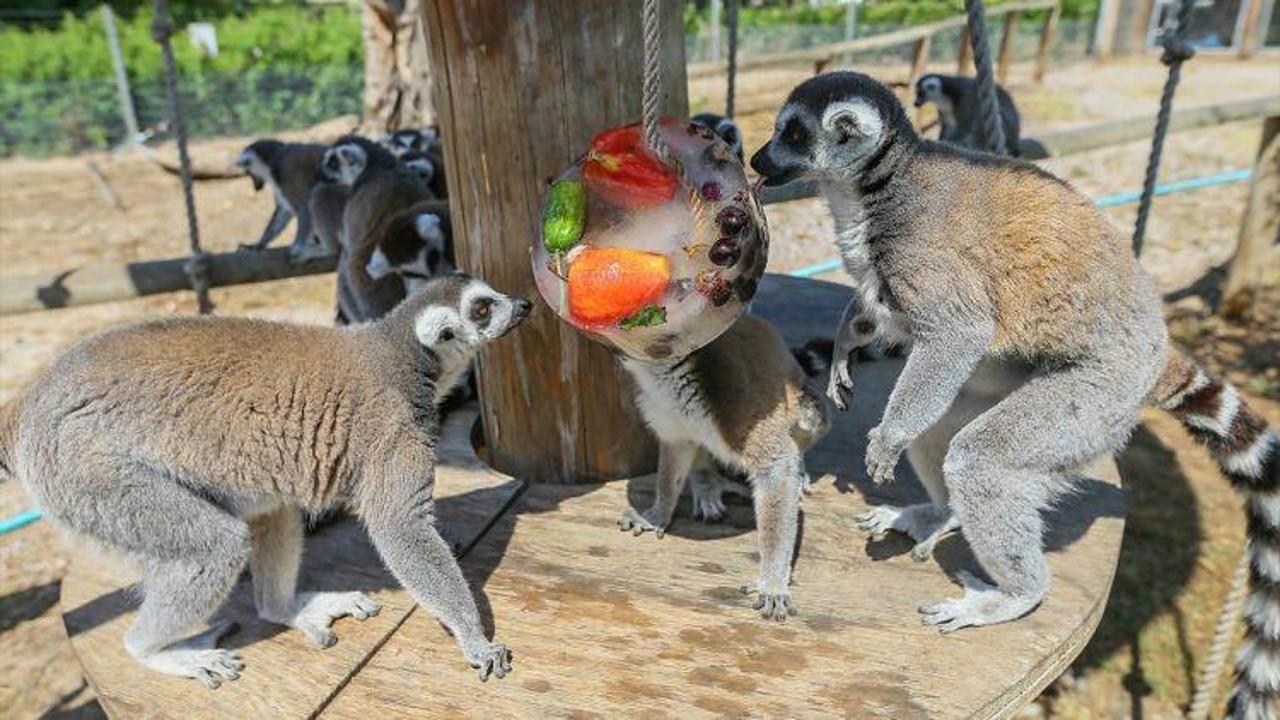 Hayvanlar buzlu meyve kokteyli ile serinletiliyor