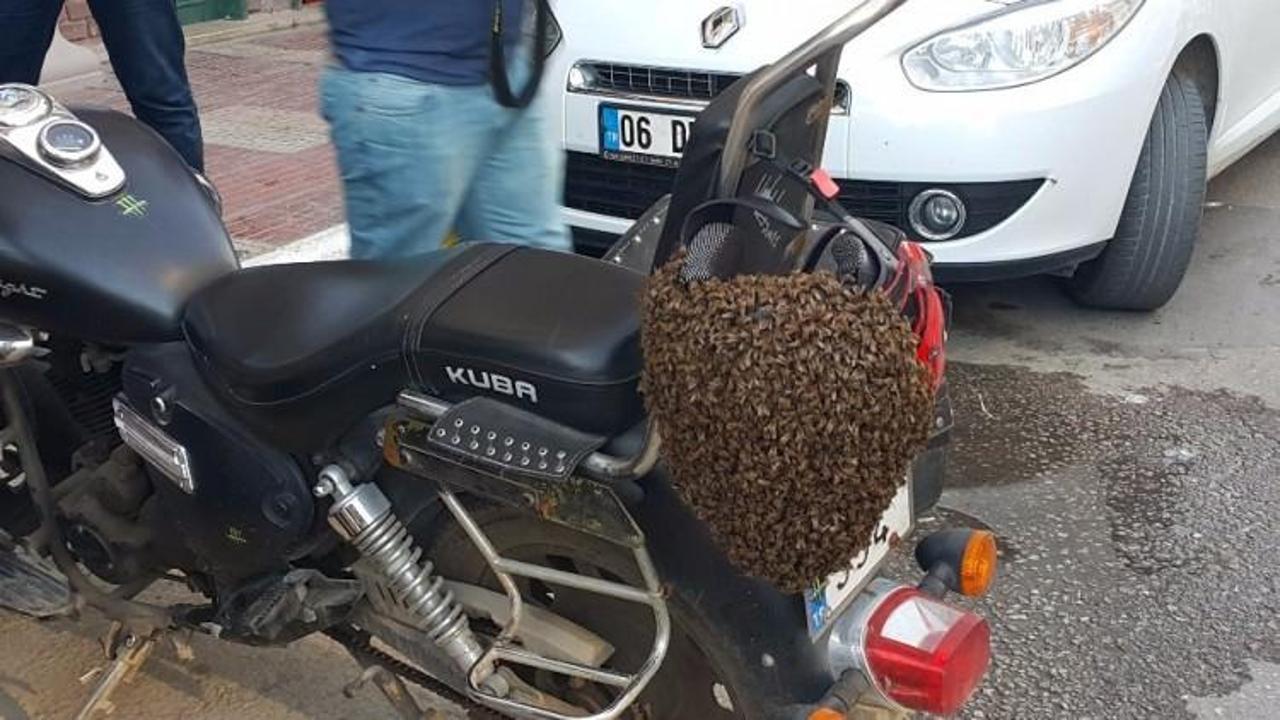 Firari arılar Sinop'ta şehir merkezine indi!