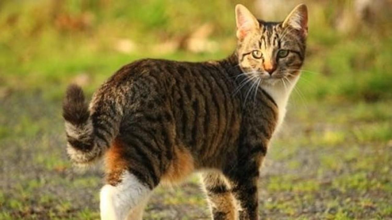 Kedi katiline 4 yıl hapis cezası
