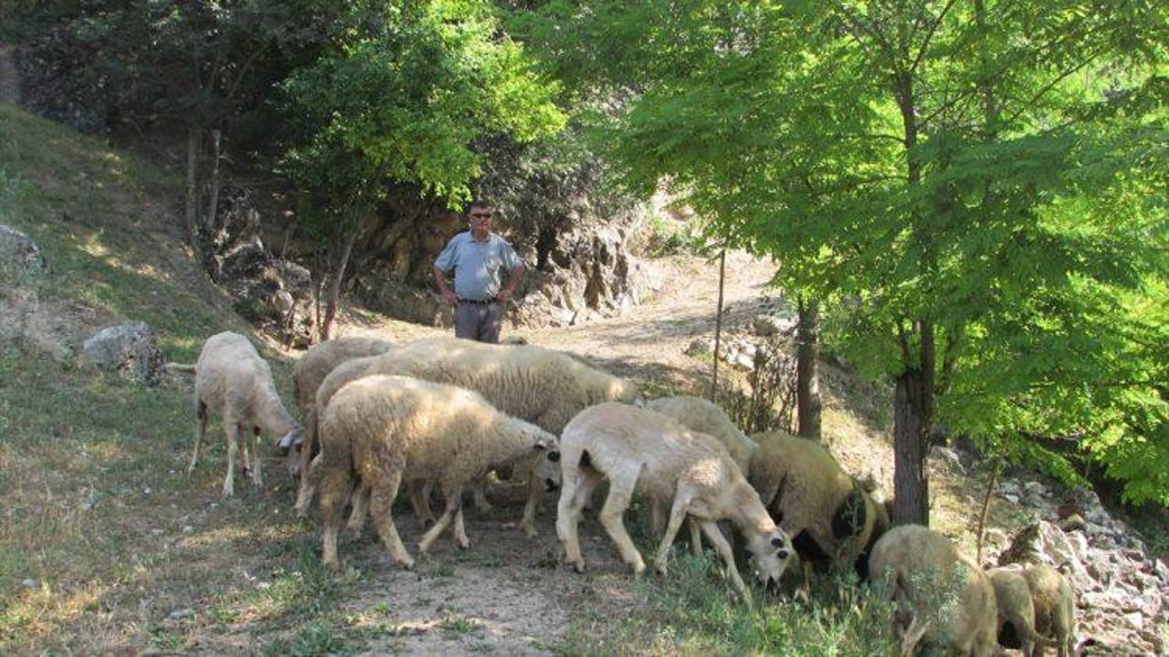 Kavak'ta koyunlara kurt saldırdı iddiası