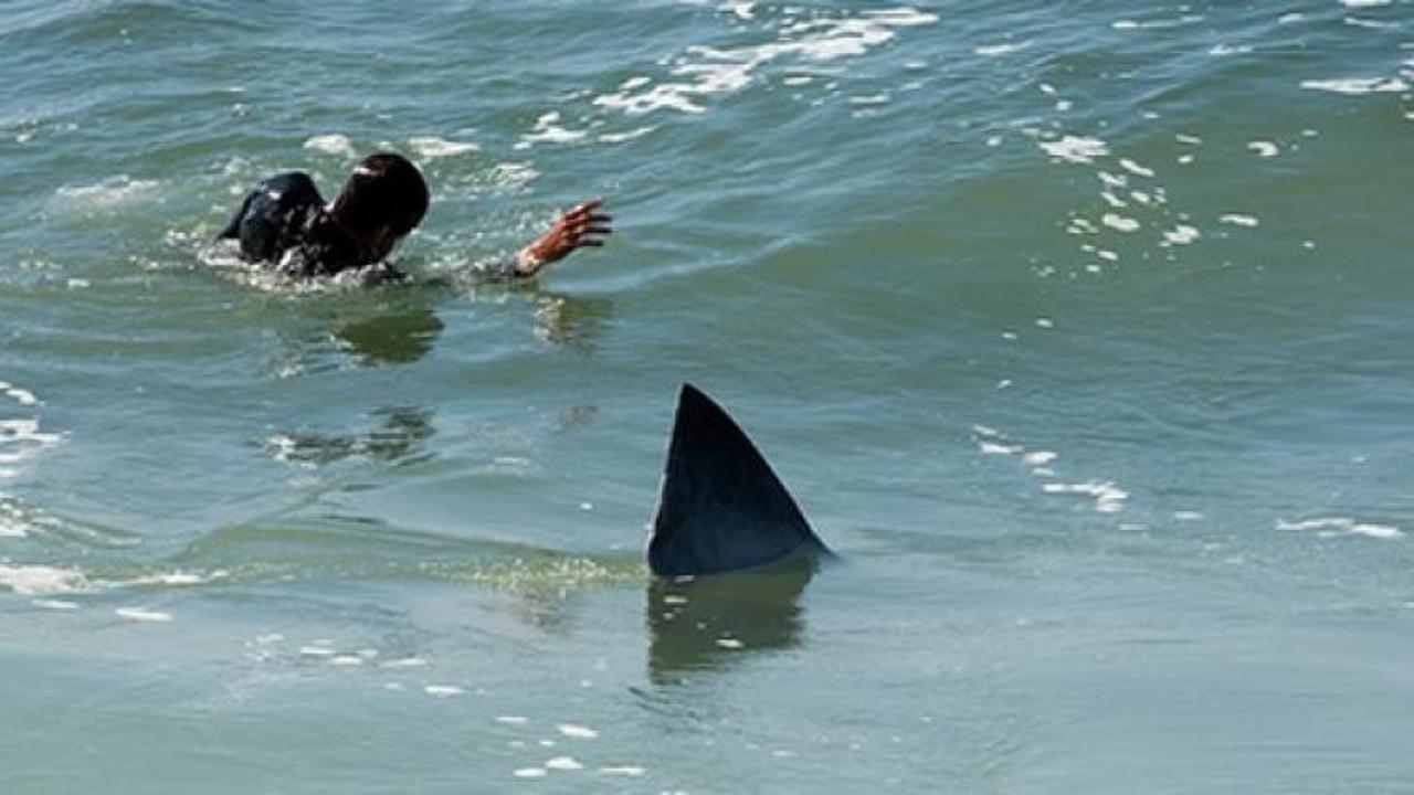 ABD'de dehşet! Köpek balığı küçük çocuğu yakaladı