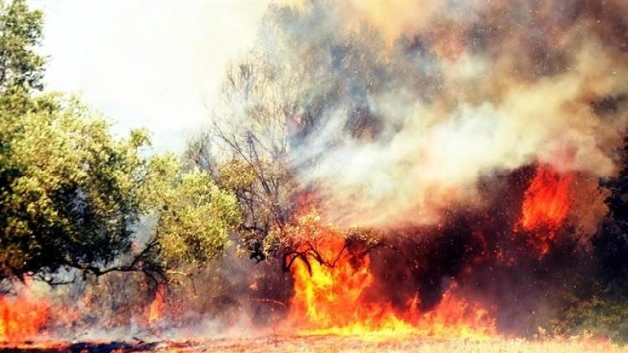 Bodrum'daki yangında flaş gelişme!