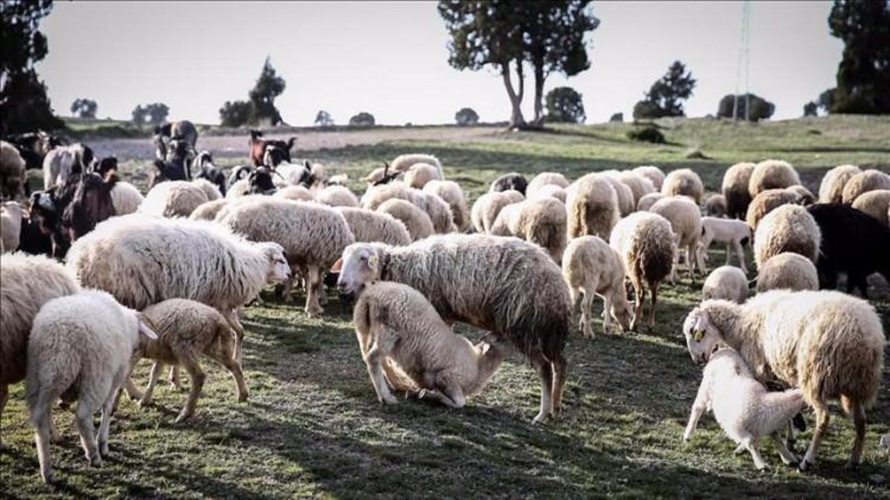 Köylüler çobanı terörist sanınca...