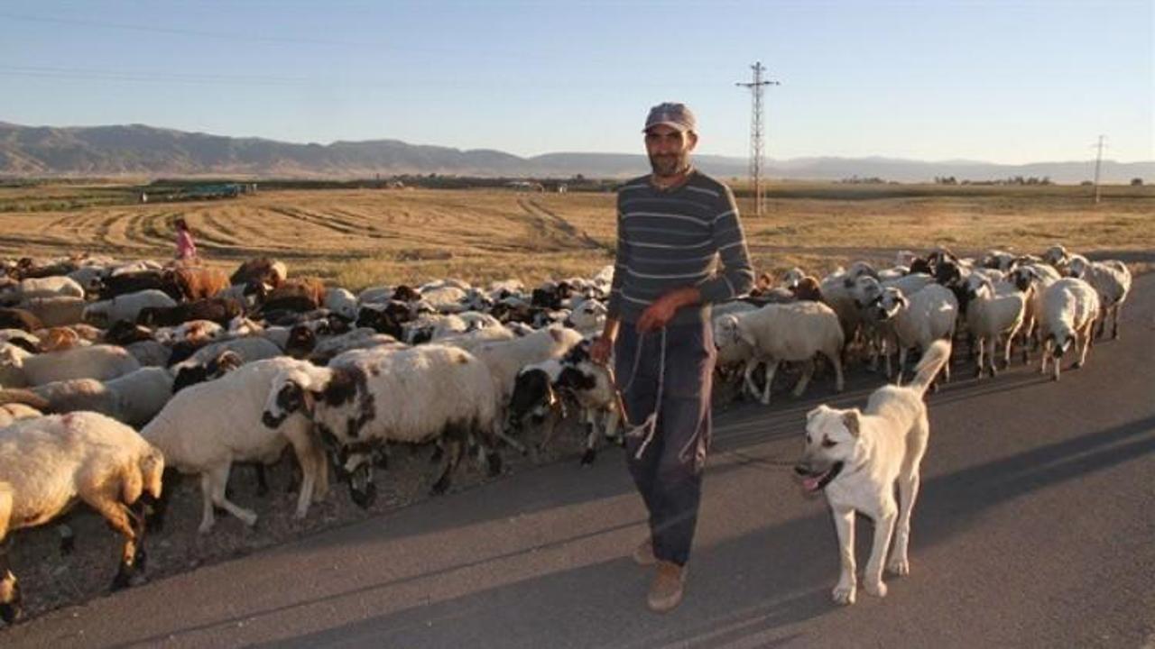 4 bin TL ücretle çoban aranıyor