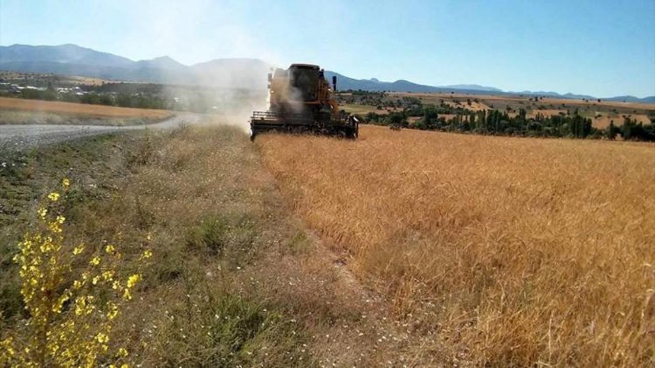 Seydişehir'de buğday hasadı başladı
