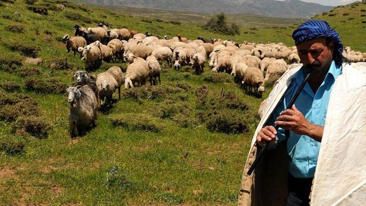 Kaval eşliğinde koyunlarını otlatıyor