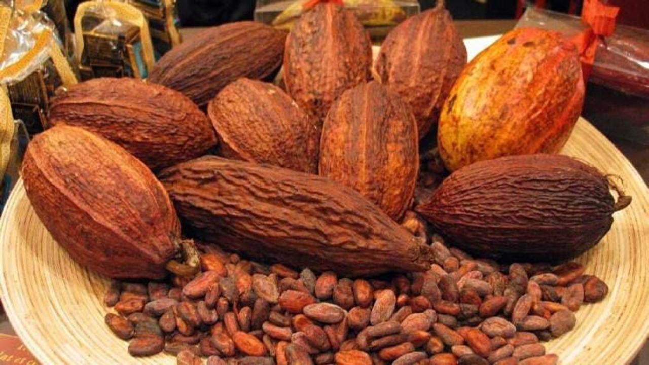 Güzellik sırrı: Kakao yağı
