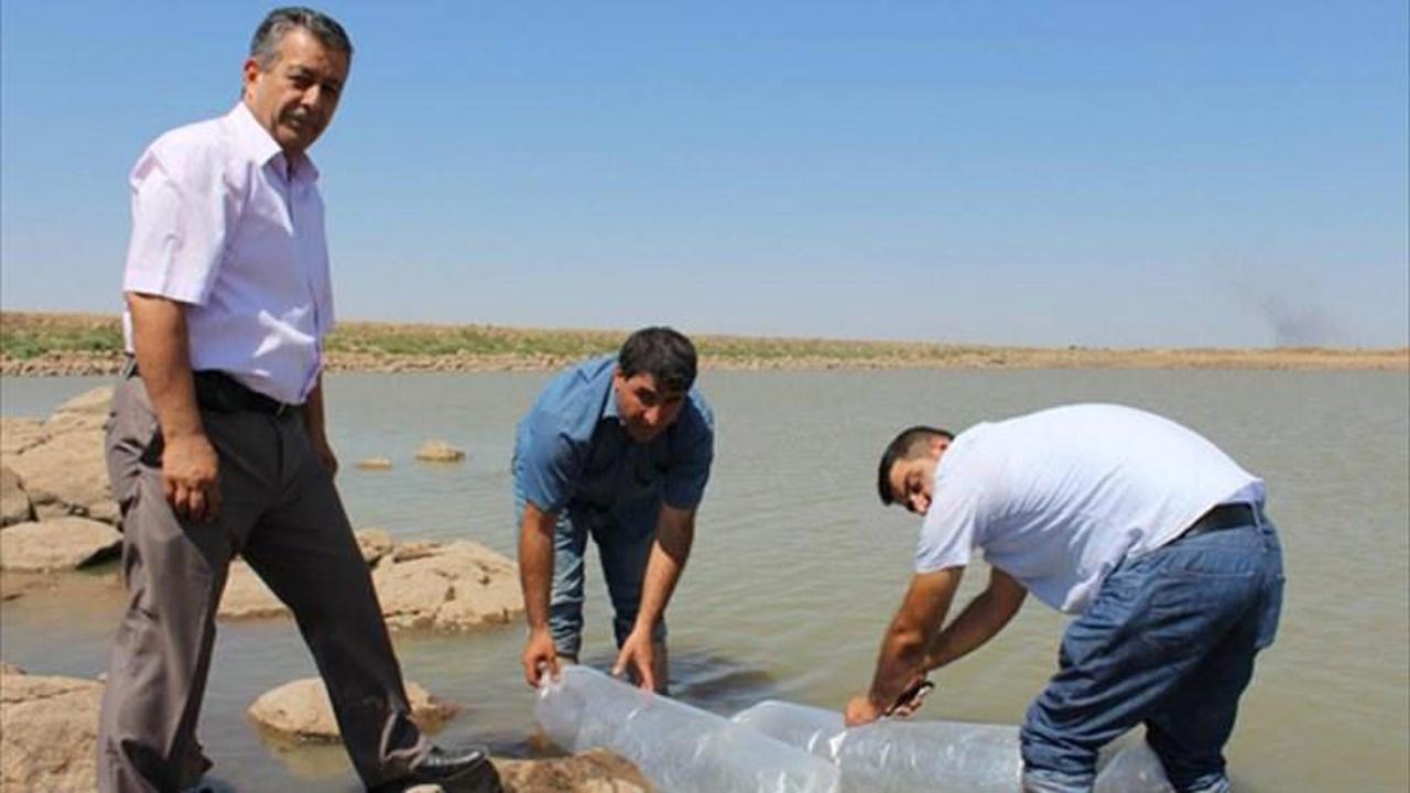 Viranşehir'de 35 bin yavru sazan göletlere bırakıldı