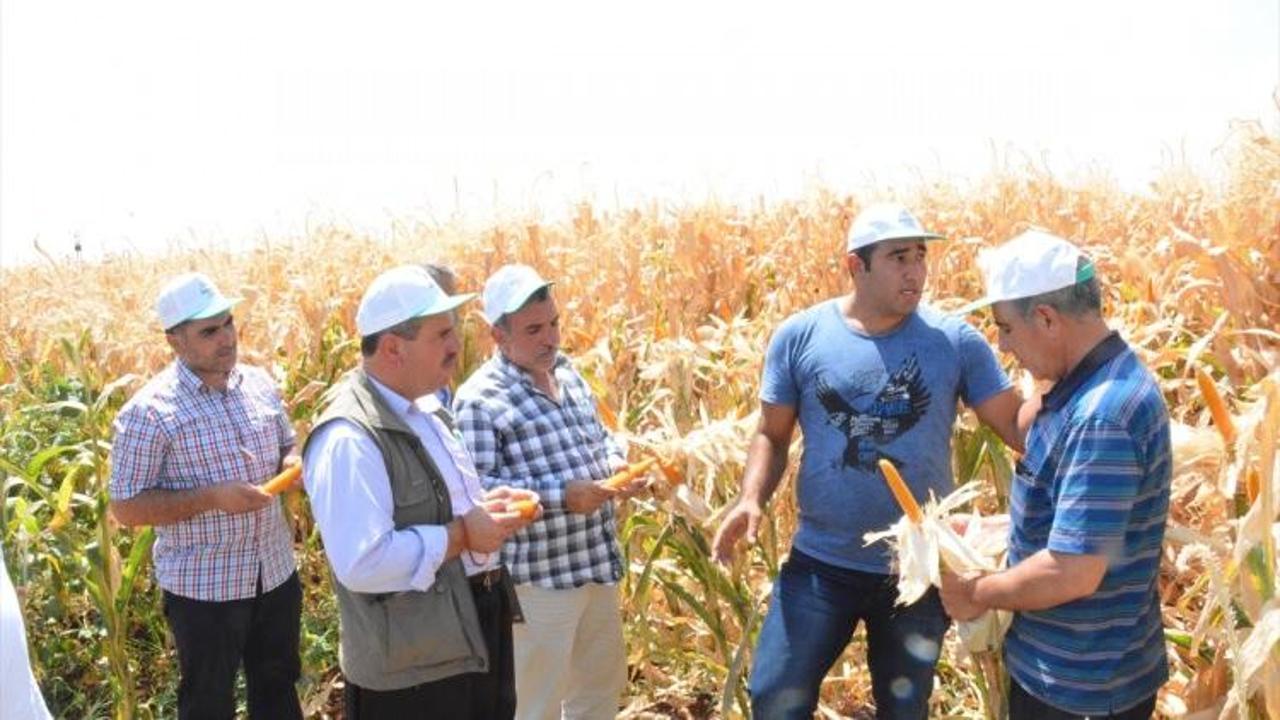 Şanlıurfa'da mısır üreticiliği gelişiyor