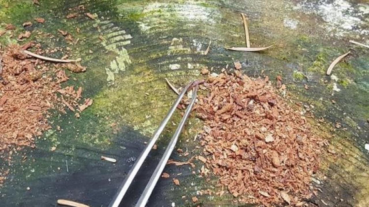 10 bin "Komando böceği" doğaya bırakıldı