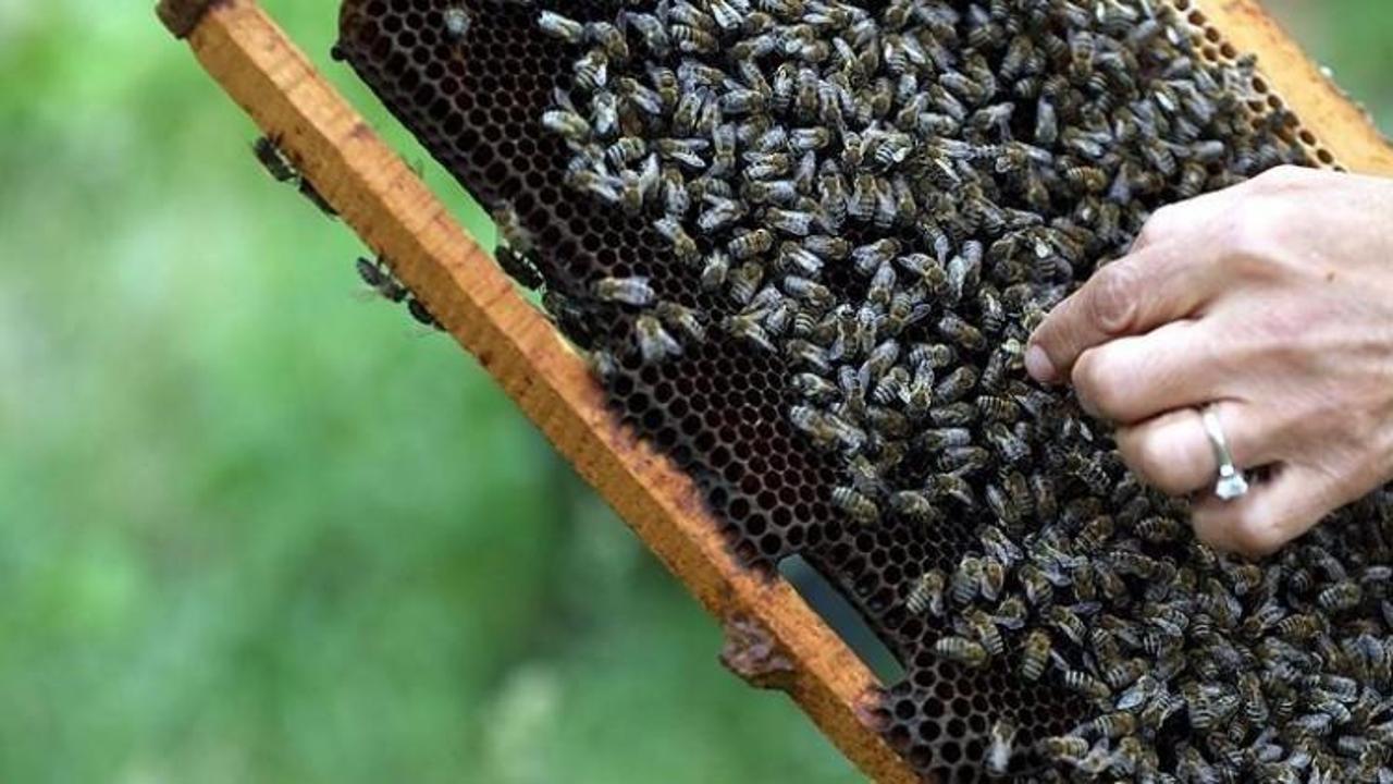 2.5 milyon arı telef oldu