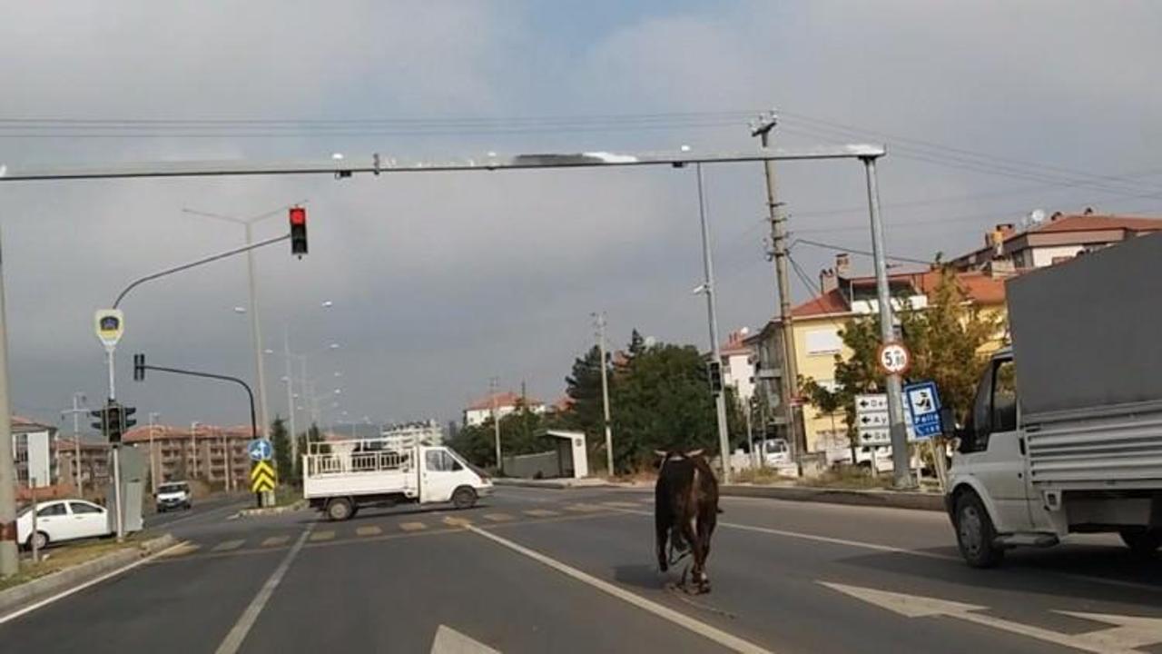 Ka&ccedil;an boğa trafiği birbirine kattı