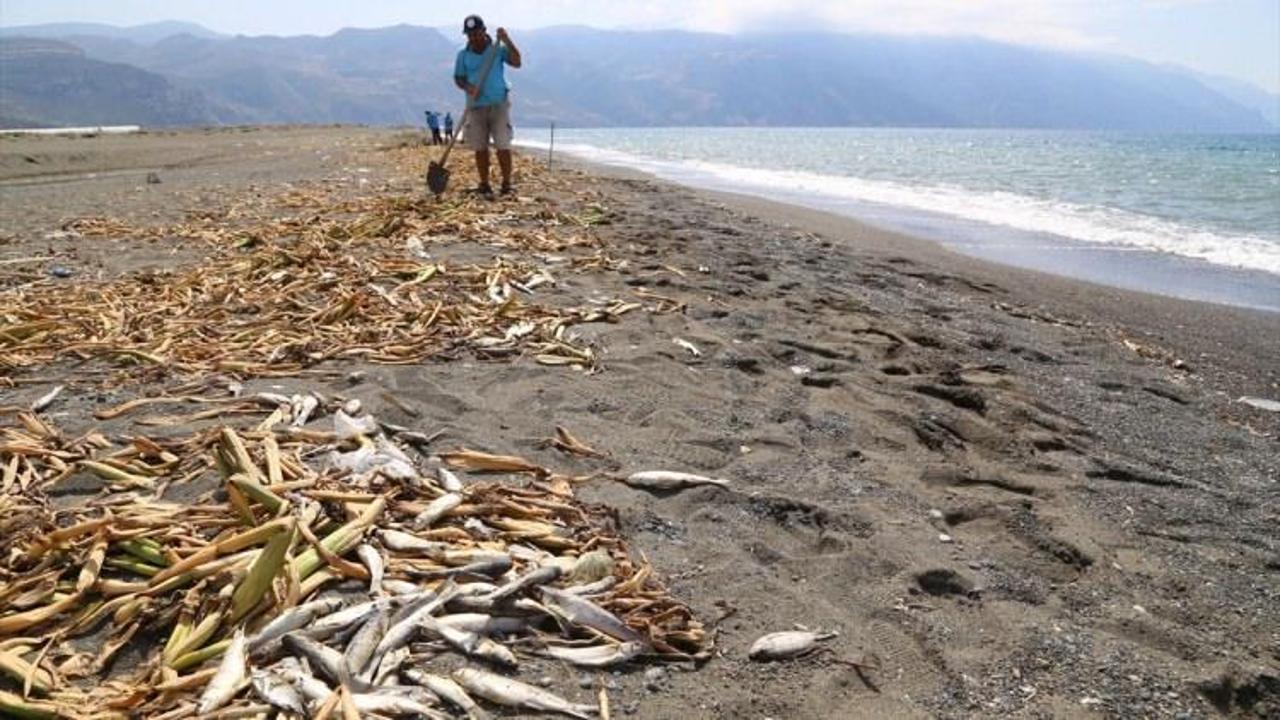Hatay'da sahile vuran ölü balıklar toplandı