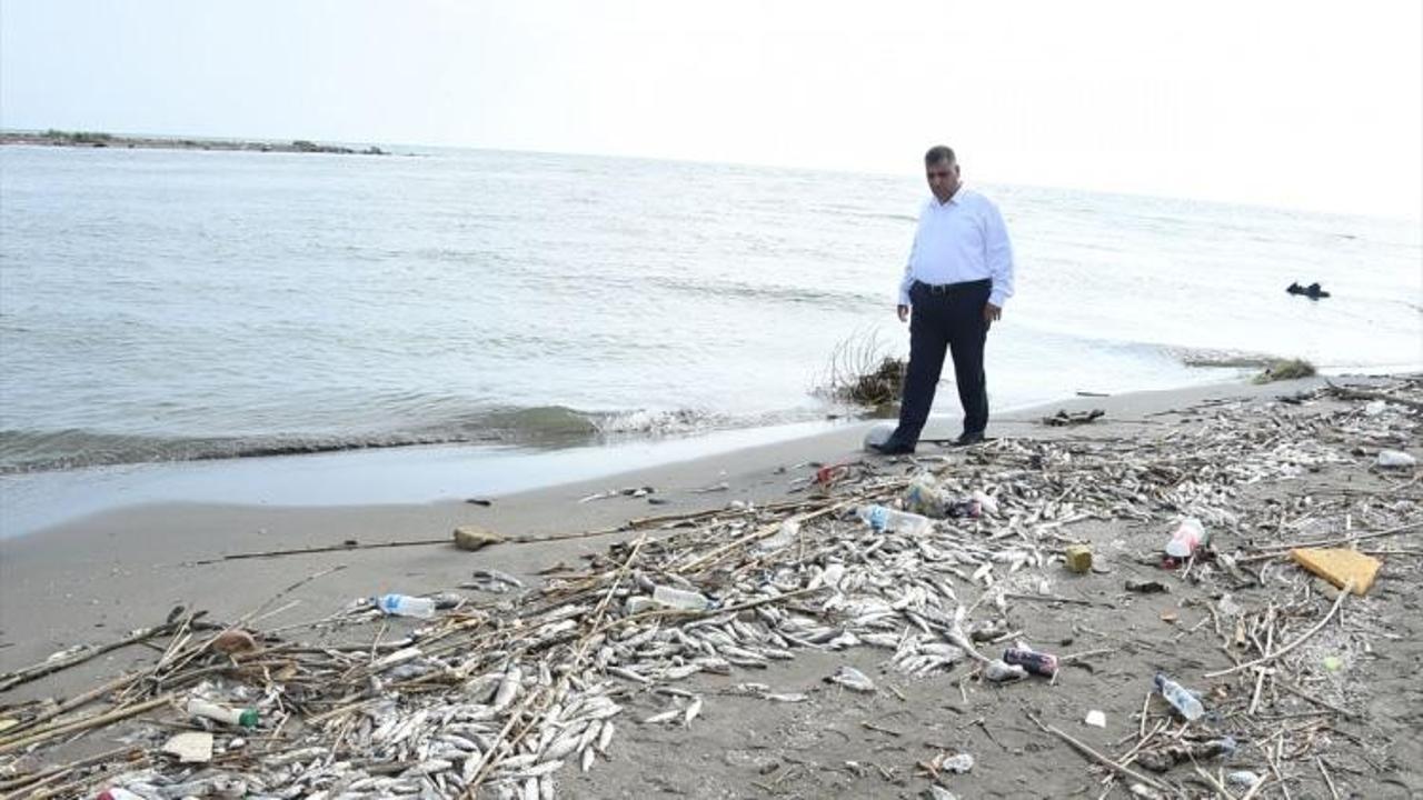 Mersin'de çok sayıda ölü balık bulunması