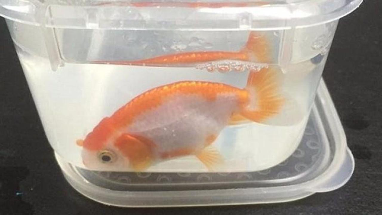 Boğazına &ccedil;akıl taşı ka&ccedil;an Japon balığı