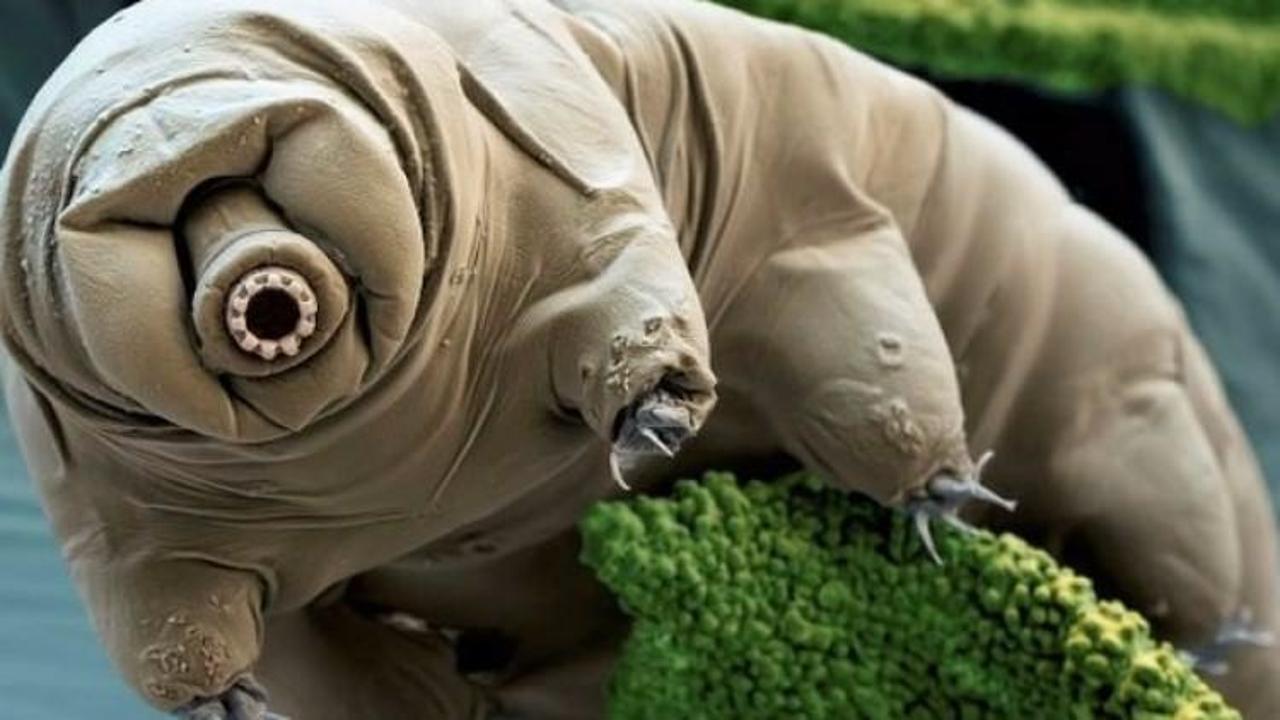 D&uuml;nyadaki en dayanıklı hayvanın sırrı &ccedil;&ouml;z&uuml;ld&uuml;