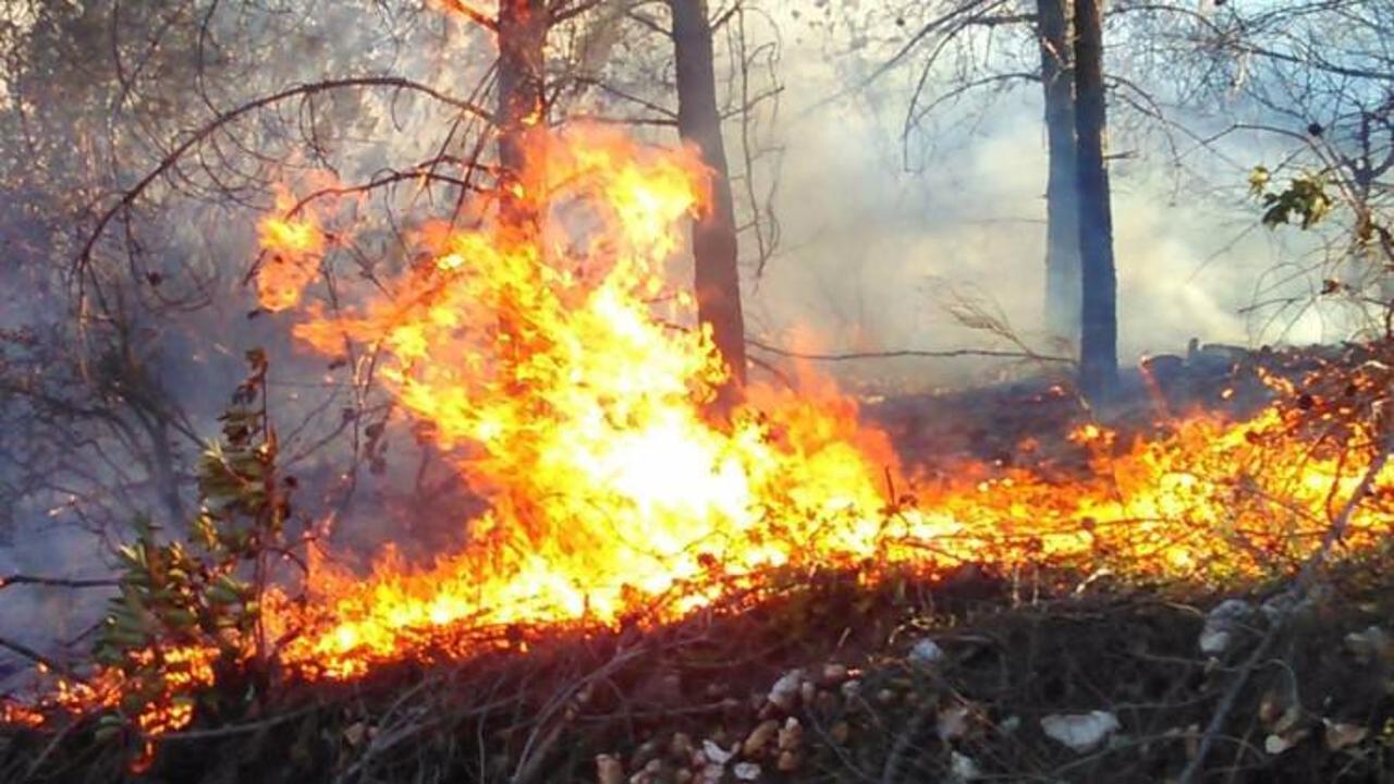 Mersin Erdemli'de orman yangını