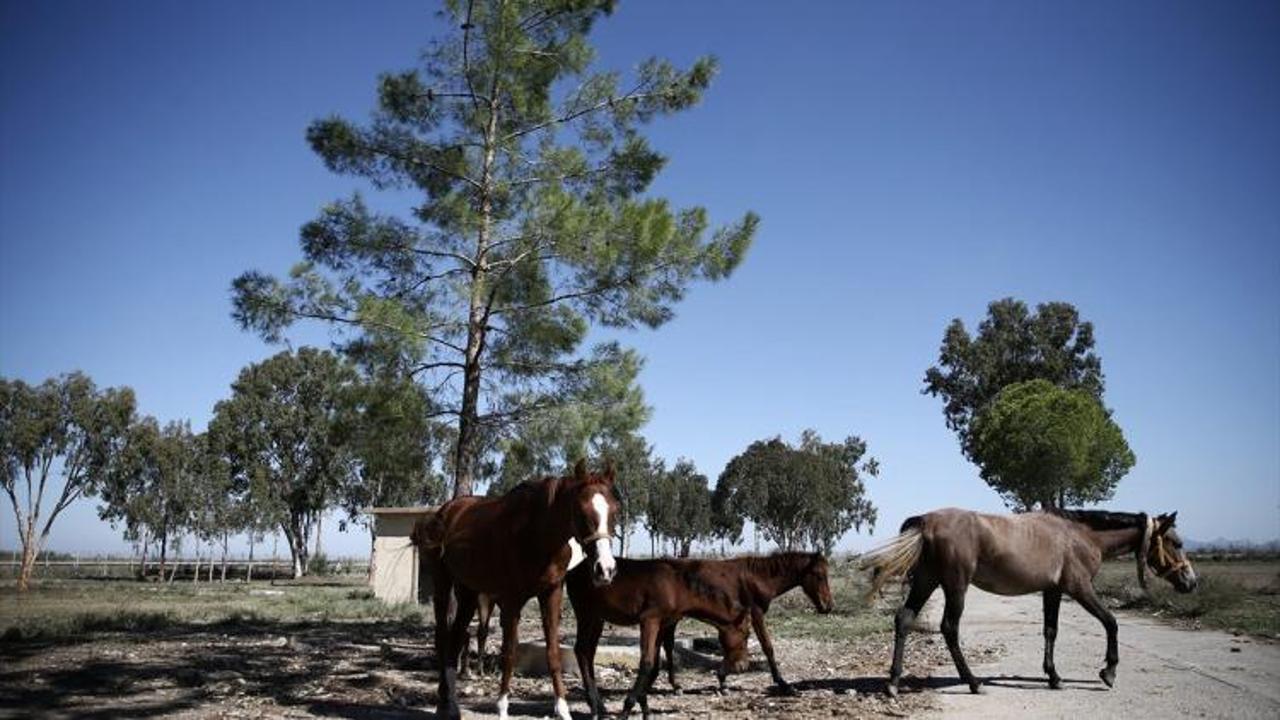 FETÖ'nün kapatılan okulundaki atlar engellilerin hizmetinde