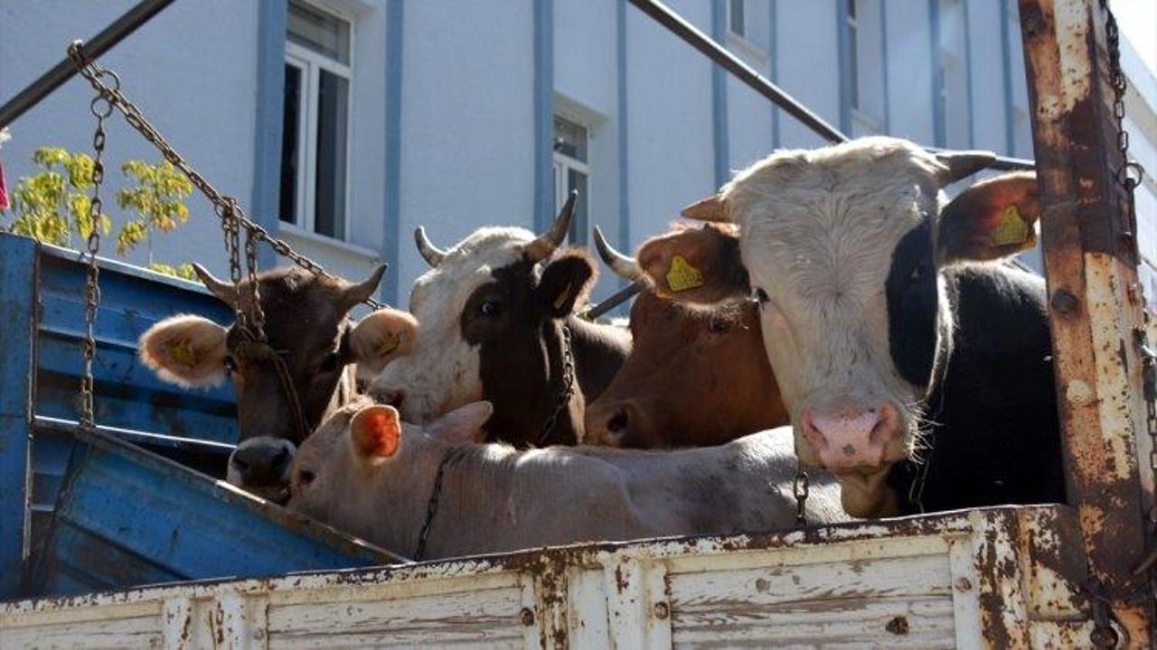 Polisin durdurduğu kamyonetten çalıntı inek çıktı