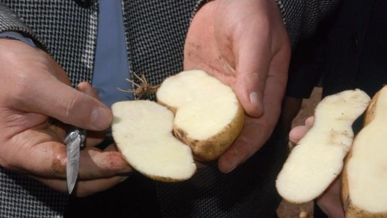 Türkiye'nin ilk beyaz patates hasadı yapıldı