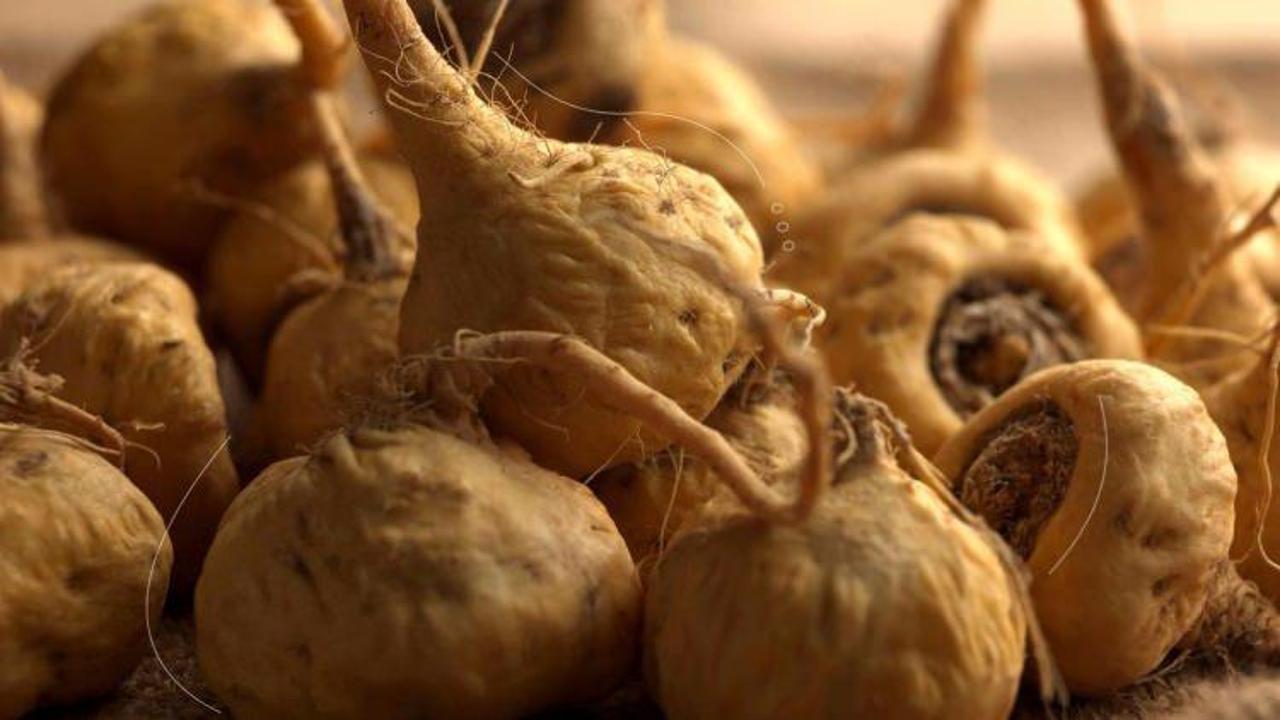 Sosyete bitkisi maca k&ouml;k&uuml;