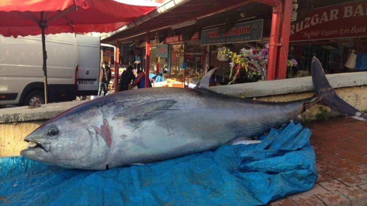 Karabük'te 200 kiloluk orkinos balığı ilgi çekiyor