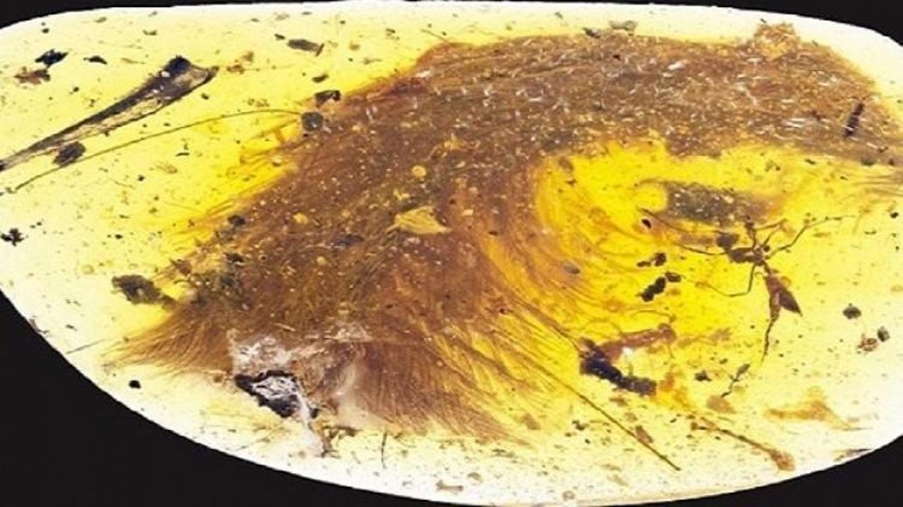 Dünya bunu konuşuyor! Tam 99 milyon yaşında