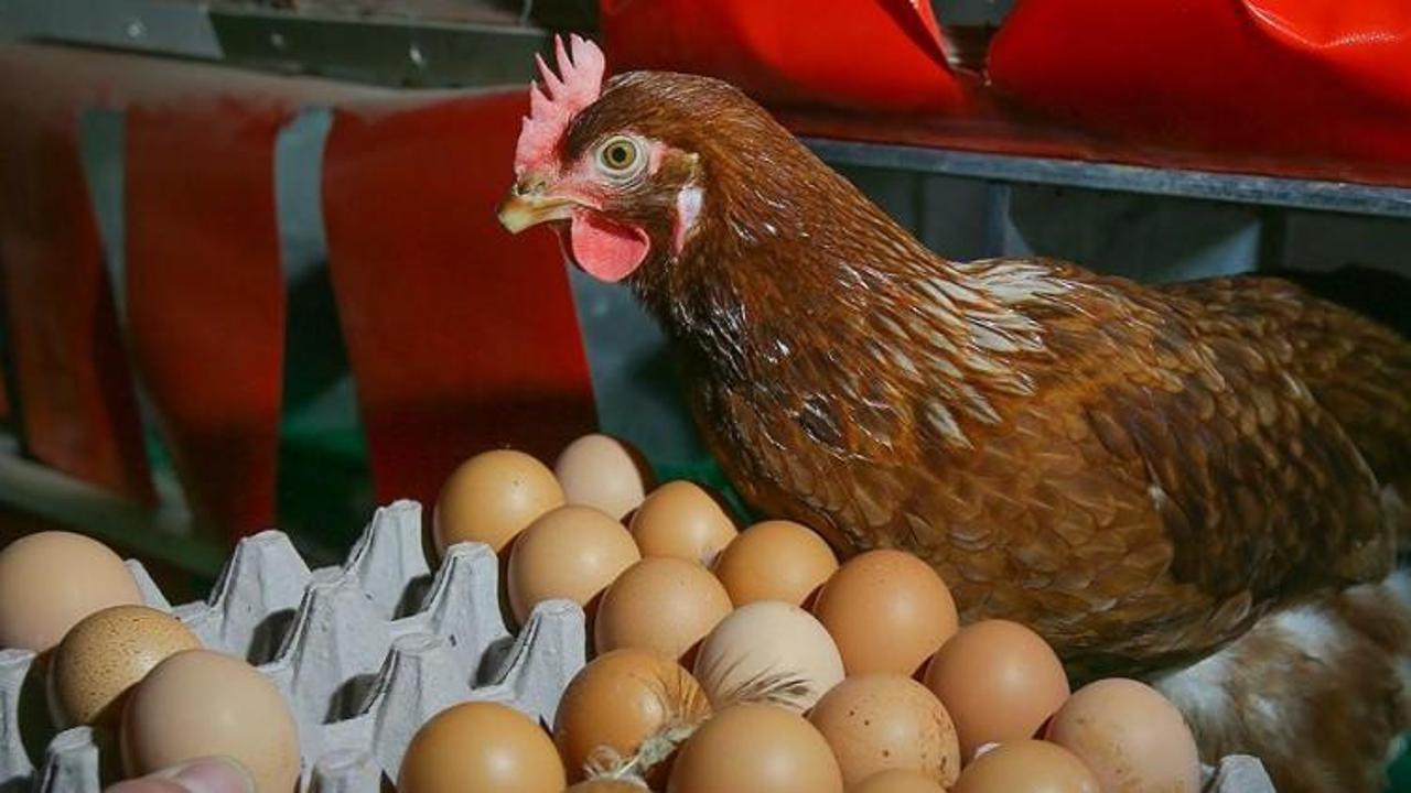 Tavuktan çıkmamış yumurtaları sattılar