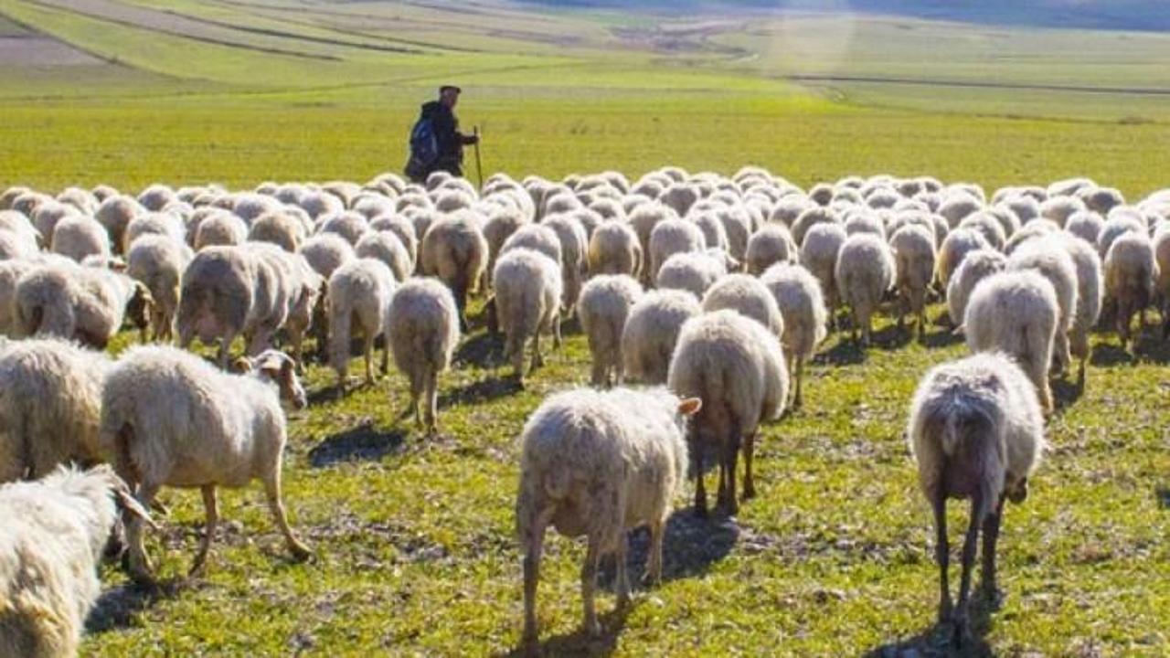 Muş'ta 6 bin TL maaşla çoban aranıyor