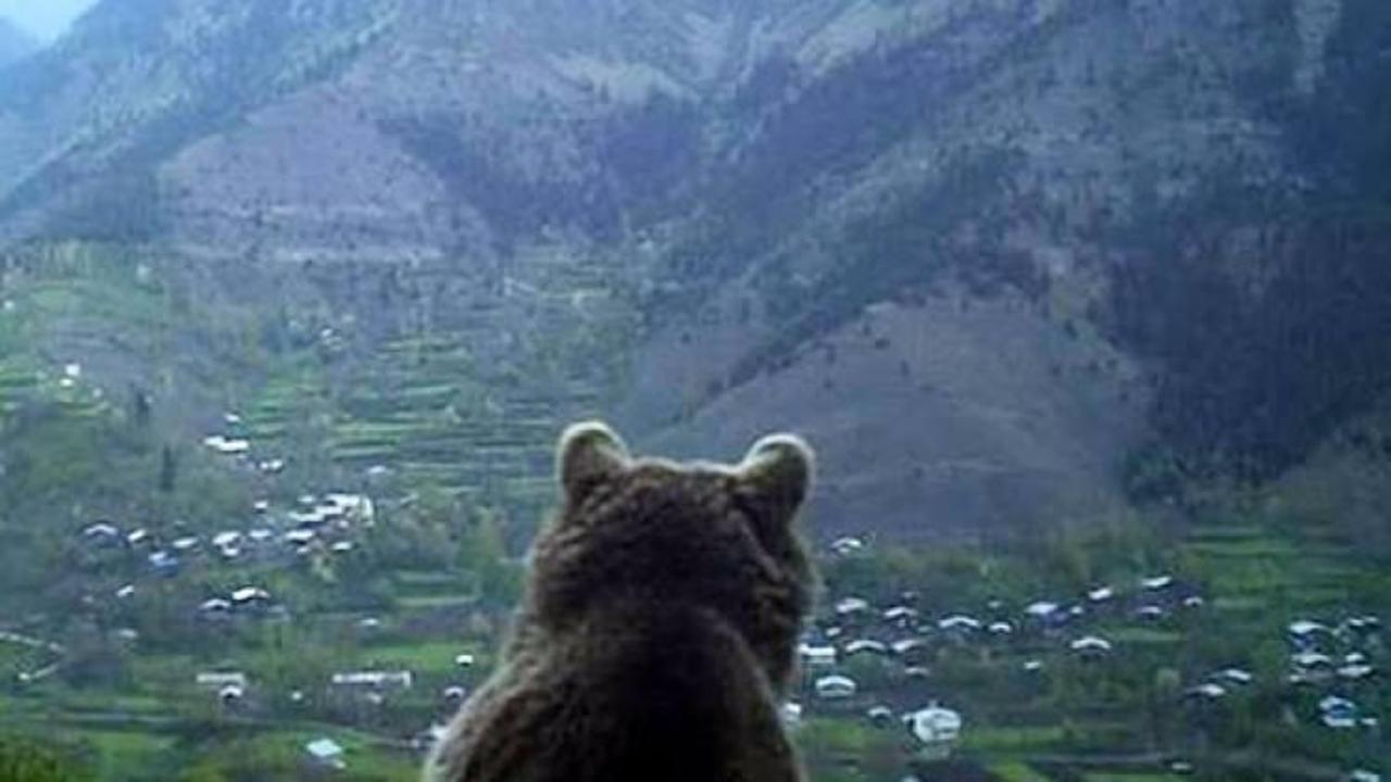 Fotokapana yakalandı! Artvin'den inanılmaz g&ouml;r&uuml;nt&uuml;