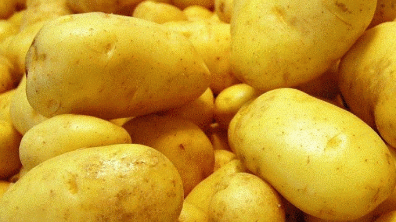 Patates üreticilerinin gözü ihracatta