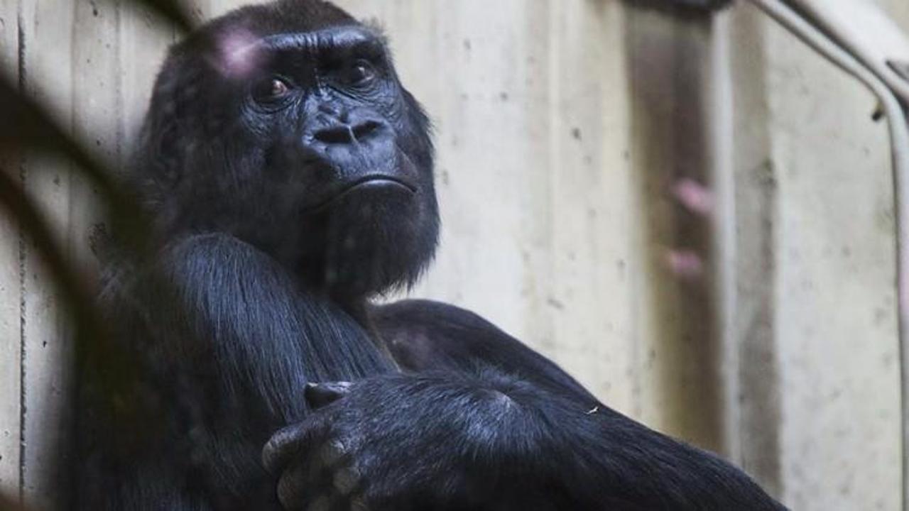 Dünyanın en yaşlı gorili öldü