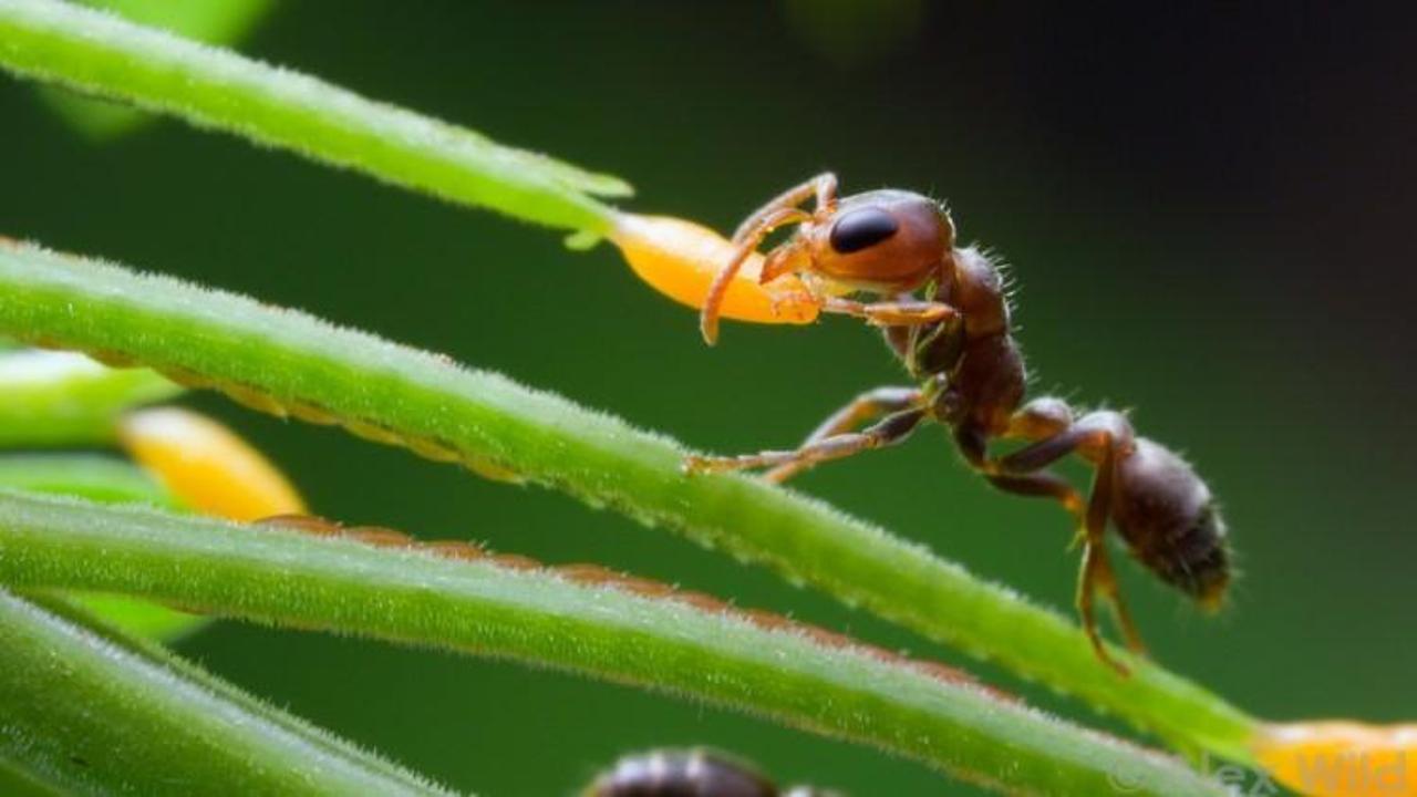 Karıncalar hakkında şaşırtan yeni keşif