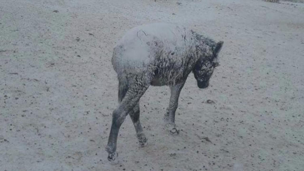 Bu g&ouml;r&uuml;nt&uuml; Urfa'dan! Eşekler buz tuttu 