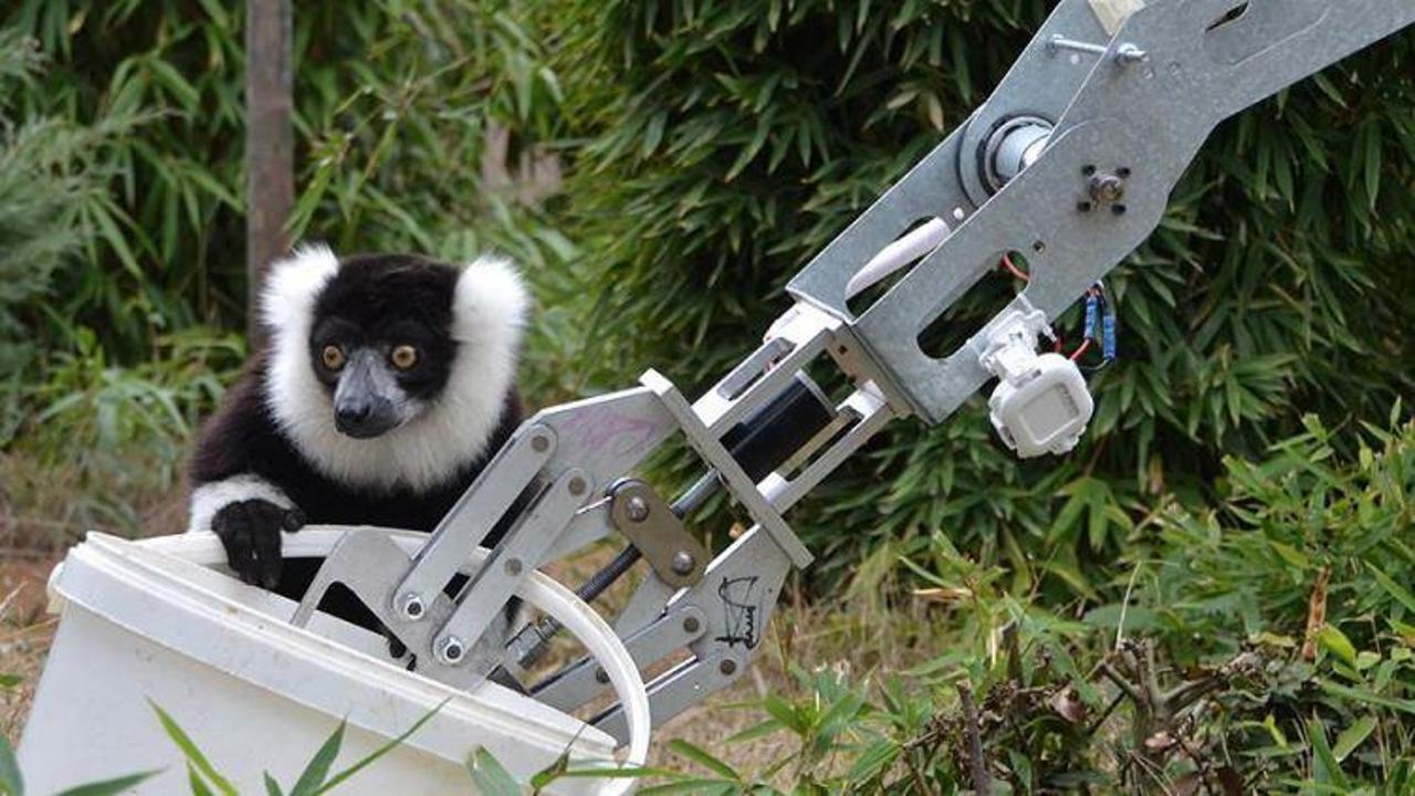 GÖKTÜRKLER'in robotu lemur besledi