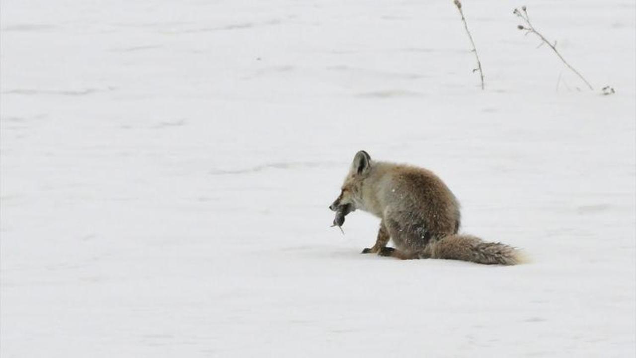 Aç kalan tilkilerin karda fare avı