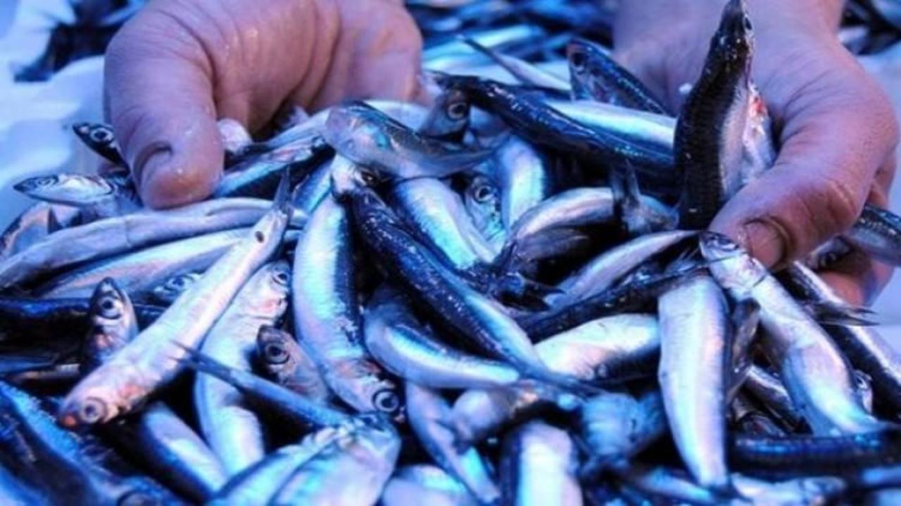 Kar yağışı balık fiyatlarını artırdı