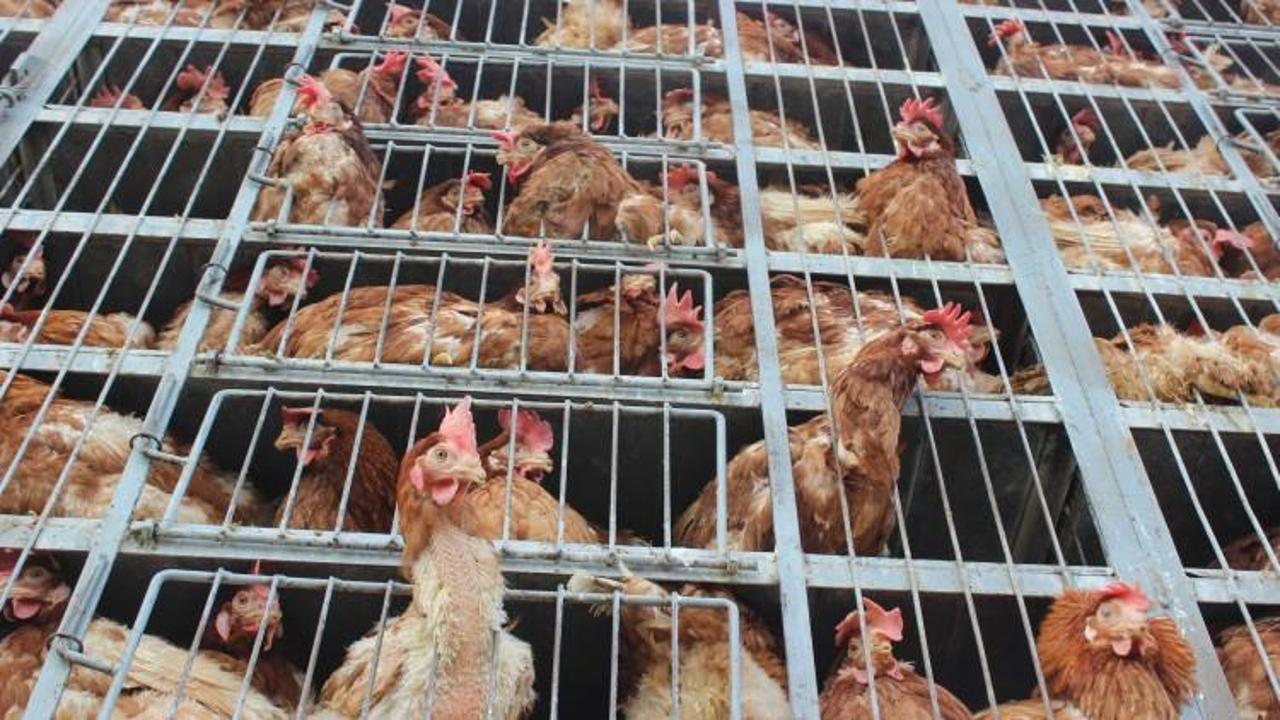 Suriye’ye canlı tavuk gönderiliyor