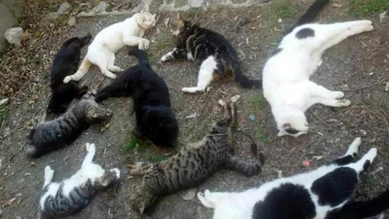 Alanya'da 30 kedi katledildi