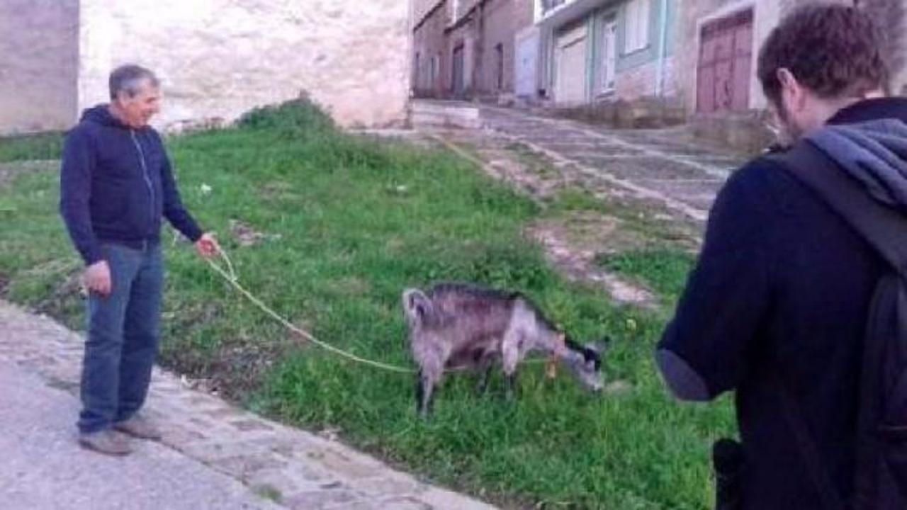 Belediye, bahçıvan yerine keçi ve koyun kullanıyor
