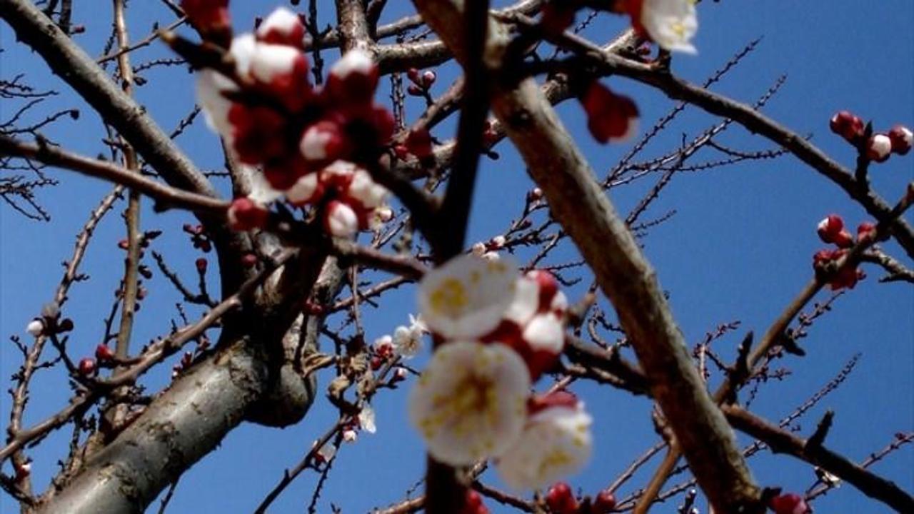 Manisa'da meyve ağaçları çiçek açtı