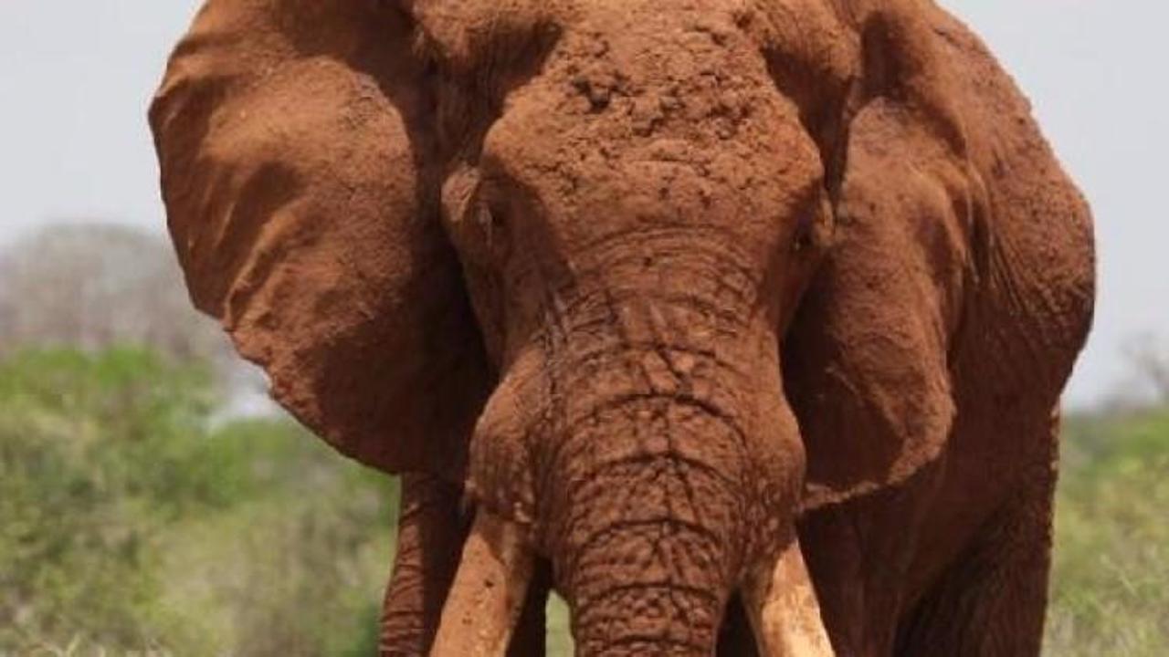 Son uzun dişli fillerden biri öldürüldü!