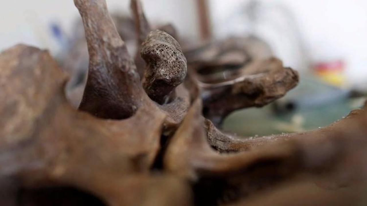 14 bin yıllık mamut fosili yeni bilgiler sunabilir