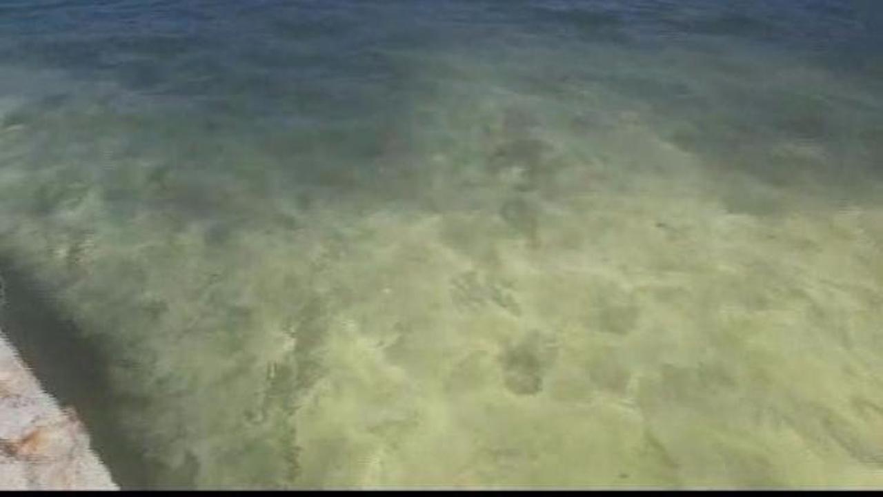 Marmaris'te deniz kıyısı polenle kaplandı
